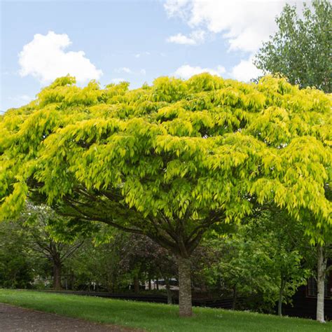 Kiwi Sunset Zelkova